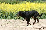 BEAUCERON 934